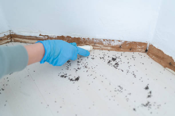 Professional Pest Control in Mohave Valley, AZ