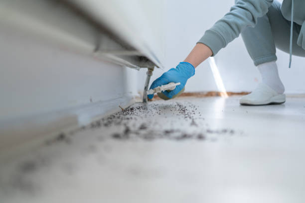 Best Wasp Removal Services  in Mohave Valley, AZ